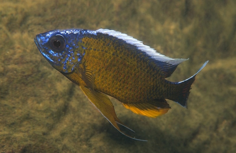 Copadichromis borleyi 'Nkanda'